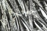 Polished Fossil Orthoceras (Cephalopod) Plate - Morocco #359679-1